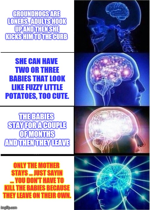 Be An Animal Advocate When You See Any Animal That Needs You | GROUNDHOGS ARE LONERS.  ADULTS HOOK UP AND THEN SHE KICKS HIM TO THE CURB; SHE CAN HAVE TWO OR THREE BABIES THAT LOOK LIKE FUZZY LITTLE POTATOES, TOO CUTE. THE BABIES STAY FOR A COUPLE OF MONTHS AND THEN THEY LEAVE; ONLY THE MOTHER STAYS ... JUST SAYIN ... YOU DON'T HAVE TO KILL THE BABIES BECAUSE THEY LEAVE ON THEIR OWN. | image tagged in memes,expanding brain,groundhog,groundhog day,murder most foul,help me kitten | made w/ Imgflip meme maker