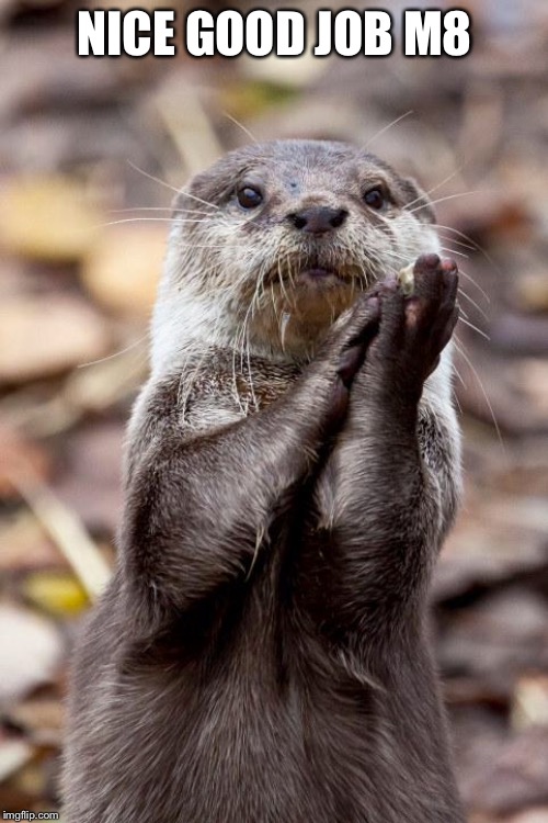 Slow-Clap Otter | NICE GOOD JOB M8 | image tagged in slow-clap otter | made w/ Imgflip meme maker
