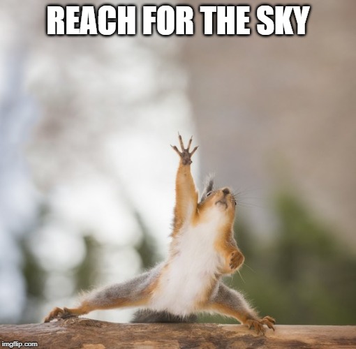 REACH FOR THE SKY | image tagged in squirrel | made w/ Imgflip meme maker