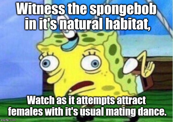 Mocking Spongebob | Witness the spongebob in it's natural habitat, Watch as it attempts attract females with it's usual mating dance. | image tagged in memes,mocking spongebob | made w/ Imgflip meme maker