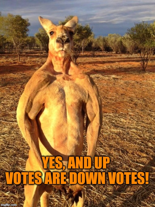 Buff Kangaroo | YES, AND UP VOTES ARE DOWN VOTES! | image tagged in buff kangaroo | made w/ Imgflip meme maker