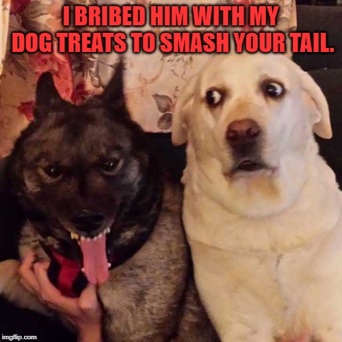 worried at evil dog | I BRIBED HIM WITH MY DOG TREATS TO SMASH YOUR TAIL. | image tagged in worried at evil dog | made w/ Imgflip meme maker