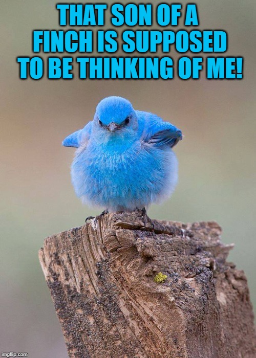 Blue Bird | THAT SON OF A FINCH IS SUPPOSED TO BE THINKING OF ME! | image tagged in blue bird | made w/ Imgflip meme maker