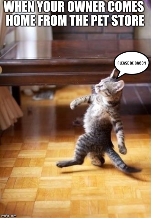 Cool Cat Stroll Meme | WHEN YOUR OWNER COMES HOME FROM THE PET STORE; PLEASE BE BACON | image tagged in memes,cool cat stroll | made w/ Imgflip meme maker