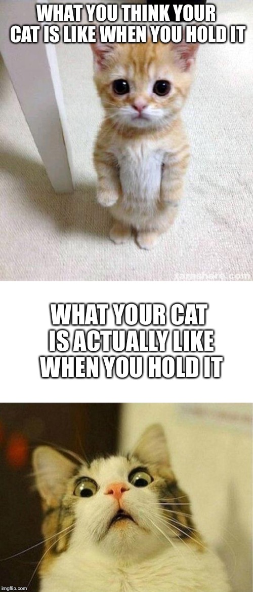WHAT YOU THINK YOUR CAT IS LIKE WHEN YOU HOLD IT; WHAT YOUR CAT IS ACTUALLY LIKE WHEN YOU HOLD IT | image tagged in memes,scared cat,cute cat | made w/ Imgflip meme maker