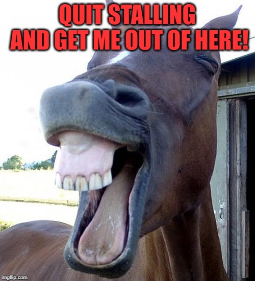 Funny Horse Face | QUIT STALLING AND GET ME OUT OF HERE! | image tagged in funny horse face | made w/ Imgflip meme maker