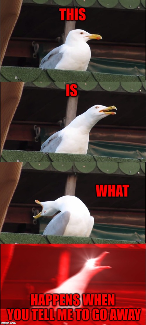 Inhaling Seagull | THIS; IS; WHAT; HAPPENS WHEN YOU TELL ME TO GO AWAY | image tagged in memes,inhaling seagull | made w/ Imgflip meme maker