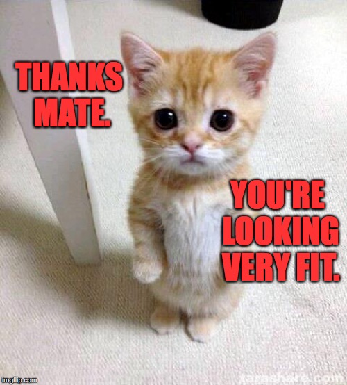 Cute Cat Meme | THANKS MATE. YOU'RE LOOKING VERY FIT. | image tagged in memes,cute cat | made w/ Imgflip meme maker