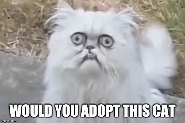 crazy cat | WOULD YOU ADOPT THIS CAT | image tagged in crazy cat | made w/ Imgflip meme maker