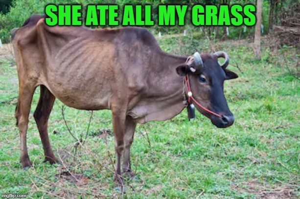 Skinny Cow | SHE ATE ALL MY GRASS | image tagged in skinny cow | made w/ Imgflip meme maker