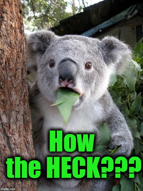 Surprised Koala Meme | How the HECK??? | image tagged in memes,surprised koala | made w/ Imgflip meme maker