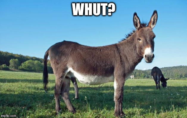 Mules | WHUT? | image tagged in mules | made w/ Imgflip meme maker