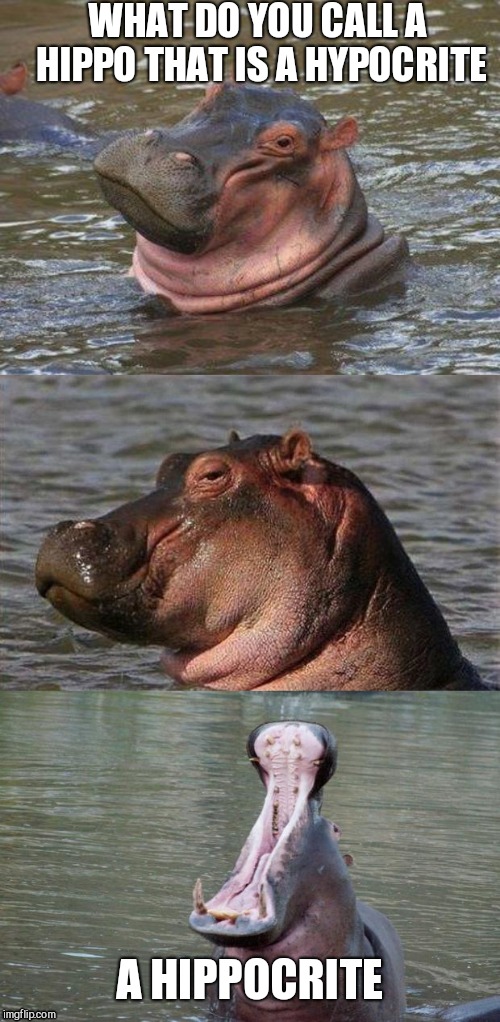Hippo pun | WHAT DO YOU CALL A HIPPO THAT IS A HYPOCRITE; A HIPPOCRITE | image tagged in smiling hippo,hippo,hippo mouth open,pun,funny meme | made w/ Imgflip meme maker