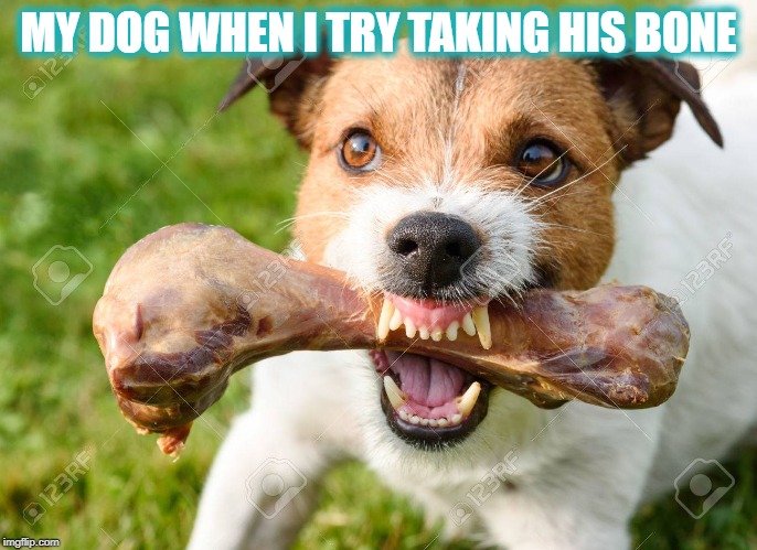 MY DOG WHEN I TRY TAKING HIS BONE | image tagged in dogs | made w/ Imgflip meme maker