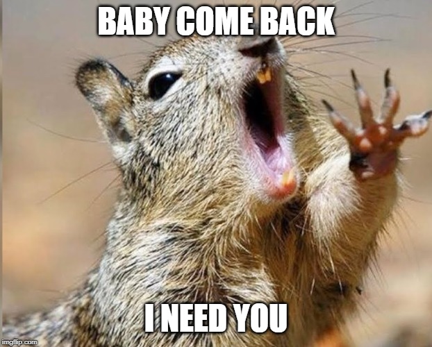 BABY COME BACK; I NEED YOU | image tagged in squirrel | made w/ Imgflip meme maker
