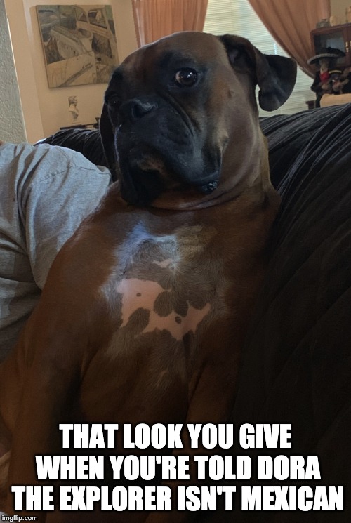 Dog meme | THAT LOOK YOU GIVE WHEN YOU'RE TOLD DORA THE EXPLORER ISN'T MEXICAN | image tagged in dog meme | made w/ Imgflip meme maker