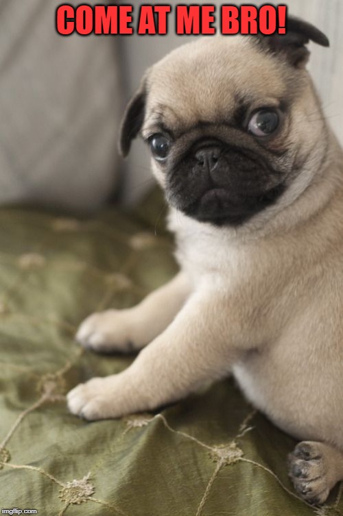Angry Pug | COME AT ME BRO! | image tagged in angry pug | made w/ Imgflip meme maker