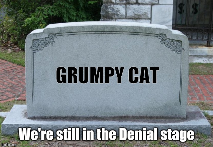 Gravestone | GRUMPY CAT We're still in the Denial stage | image tagged in gravestone | made w/ Imgflip meme maker