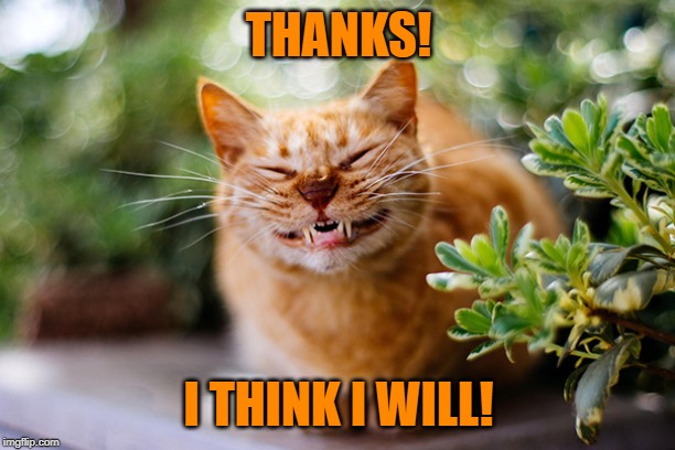 Cat smiling | THANKS! I THINK I WILL! | image tagged in cat smiling | made w/ Imgflip meme maker