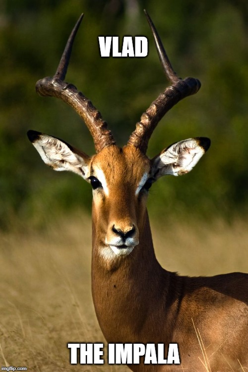 Vlad. | VLAD; THE IMPALA | image tagged in nature | made w/ Imgflip meme maker