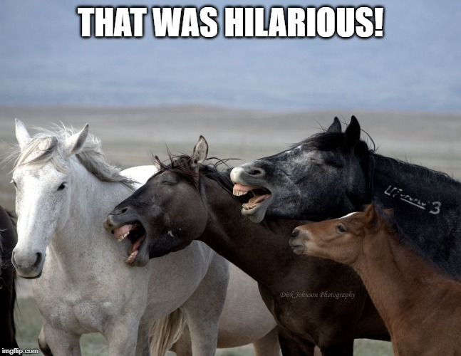 Horse Laugh | THAT WAS HILARIOUS! | image tagged in horse laugh | made w/ Imgflip meme maker