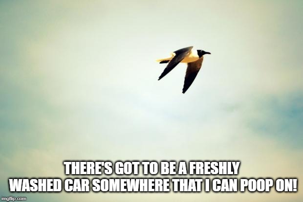 Birds | THERE'S GOT TO BE A FRESHLY WASHED CAR SOMEWHERE THAT I CAN POOP ON! | image tagged in birds | made w/ Imgflip meme maker
