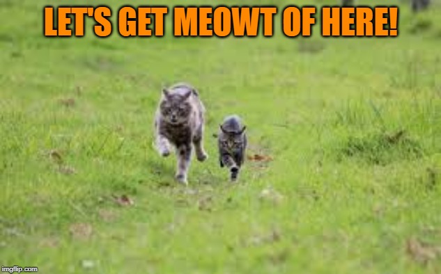 running cats | LET'S GET MEOWT OF HERE! | image tagged in running cats | made w/ Imgflip meme maker