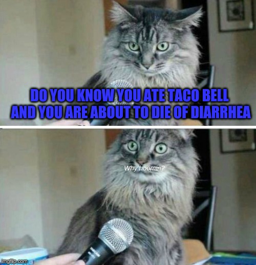 cat interview blank | DO YOU KNOW YOU ATE TACO BELL AND YOU ARE ABOUT TO DIE OF DIARRHEA; Why hoomin? | image tagged in cat interview blank | made w/ Imgflip meme maker