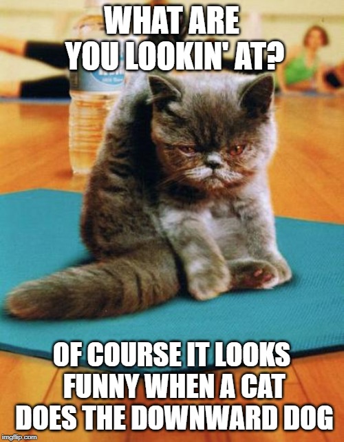 yoga cat | WHAT ARE YOU LOOKIN' AT? OF COURSE IT LOOKS FUNNY WHEN A CAT DOES THE DOWNWARD DOG | image tagged in yoga cat | made w/ Imgflip meme maker