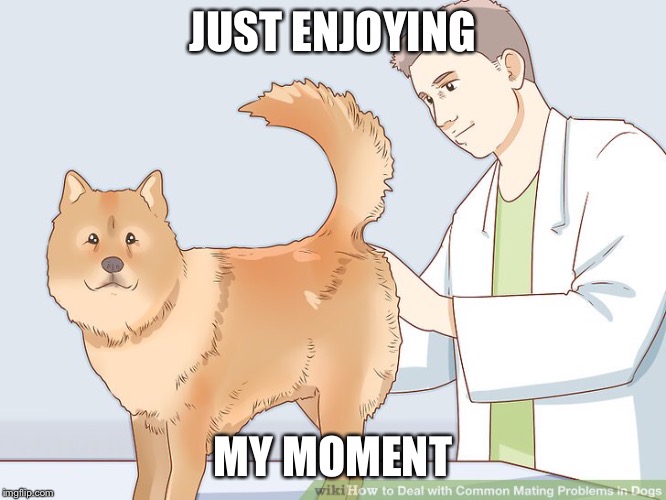 Rip dog | JUST ENJOYING; MY MOMENT | image tagged in doge,rapist | made w/ Imgflip meme maker