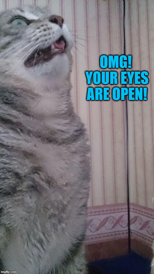 FREAKED OUT CAT  | OMG! YOUR EYES ARE OPEN! | image tagged in freaked out cat | made w/ Imgflip meme maker