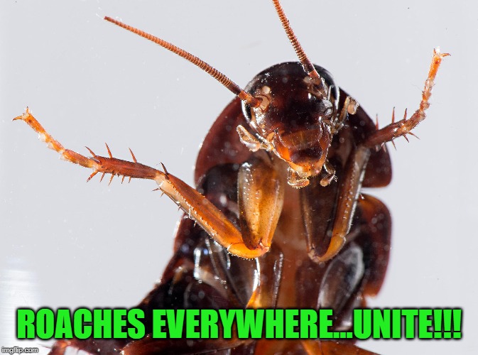 ROACHES EVERYWHERE...UNITE!!! | made w/ Imgflip meme maker