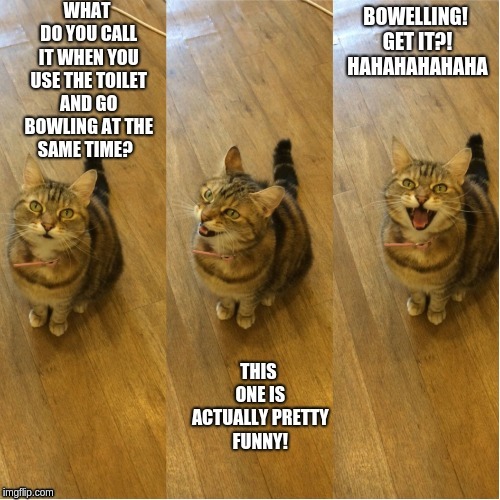 BOWELLING! GET IT?! HAHAHAHAHAHA | image tagged in funny cat,toilet humor,light humor | made w/ Imgflip meme maker