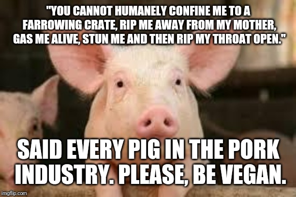 pig |  "YOU CANNOT HUMANELY CONFINE ME TO A FARROWING CRATE, RIP ME AWAY FROM MY MOTHER, GAS ME ALIVE, STUN ME AND THEN RIP MY THROAT OPEN."; SAID EVERY PIG IN THE PORK INDUSTRY.
PLEASE, BE VEGAN. | image tagged in pig | made w/ Imgflip meme maker