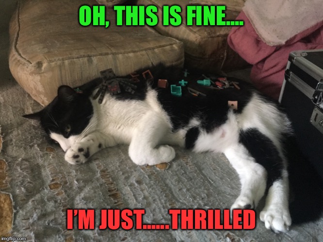Kitty Kitty | OH, THIS IS FINE.... I’M JUST......THRILLED | image tagged in cats,minecraft,toys,kitty | made w/ Imgflip meme maker