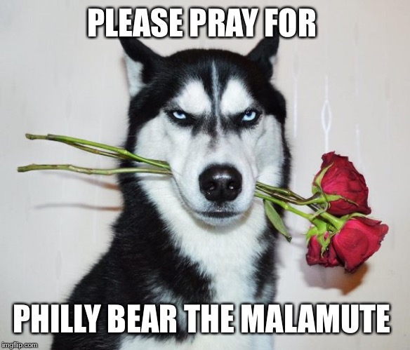 Birthday Malamute Meme | PLEASE PRAY FOR; PHILLY BEAR THE MALAMUTE | image tagged in birthday malamute meme | made w/ Imgflip meme maker