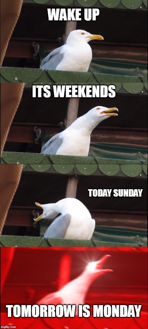Inhaling Seagull | WAKE UP; ITS WEEKENDS; TODAY SUNDAY; TOMORROW IS MONDAY | image tagged in memes,inhaling seagull | made w/ Imgflip meme maker