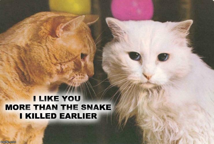 I LIKE YOU MORE THAN THE SNAKE I KILLED EARLIER | image tagged in cats,love,i love you,snake,kitties | made w/ Imgflip meme maker