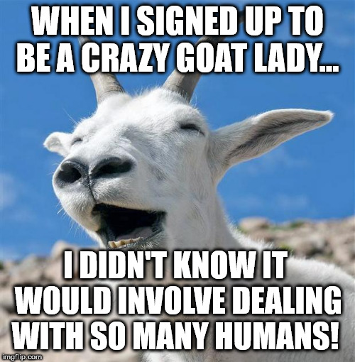 Laughing Goat | WHEN I SIGNED UP TO BE A CRAZY GOAT LADY... I DIDN'T KNOW IT WOULD INVOLVE DEALING WITH SO MANY HUMANS! | image tagged in memes,laughing goat | made w/ Imgflip meme maker