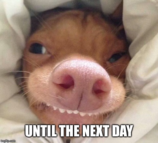 good morning | UNTIL THE NEXT DAY | image tagged in good morning | made w/ Imgflip meme maker