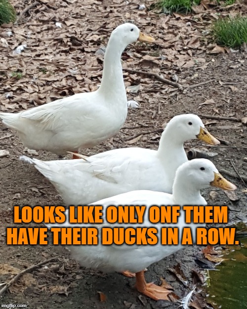 All my ducks in a row. | LOOKS LIKE ONLY ONF THEM HAVE THEIR DUCKS IN A ROW. | image tagged in all my ducks in a row | made w/ Imgflip meme maker