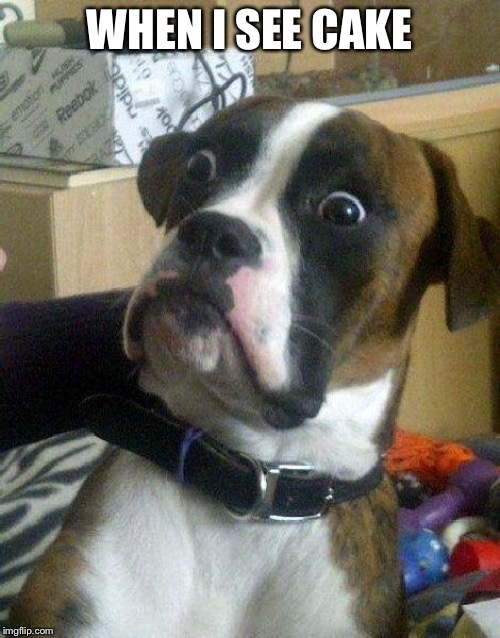 Surprised Dog | WHEN I SEE CAKE | image tagged in surprised dog | made w/ Imgflip meme maker