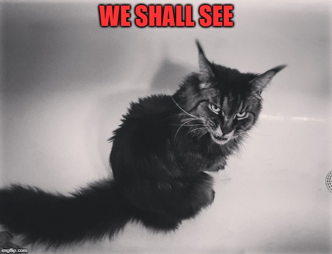 Metal Cat | WE SHALL SEE | image tagged in metal cat | made w/ Imgflip meme maker