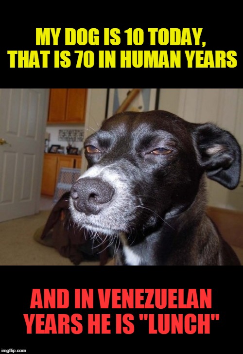 "Skippy Sandwich " | MY DOG IS 10 TODAY, THAT IS 70 IN HUMAN YEARS; AND IN VENEZUELAN YEARS HE IS "LUNCH" | image tagged in suspicious dog,venezuela,starvation,politics,socialism | made w/ Imgflip meme maker