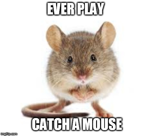 mouse | EVER PLAY; CATCH A MOUSE | image tagged in mouse | made w/ Imgflip meme maker