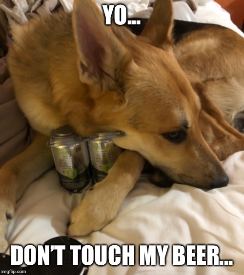 Don’t touch my beer | YO... DON’T TOUCH MY BEER... | image tagged in drinking,beer,dogs,funny dogs,funny animals | made w/ Imgflip meme maker