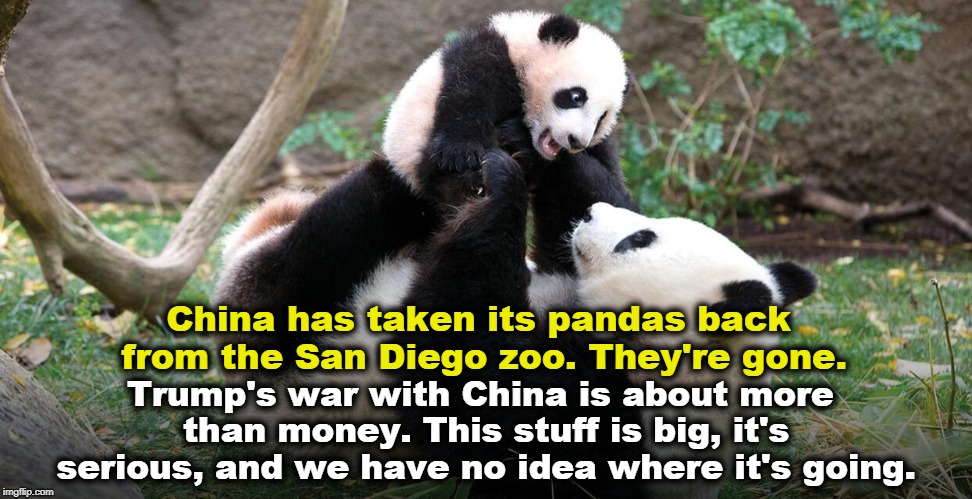 China has taken its pandas back from the San Diego zoo. They're gone. Trump's war with China is about more than money. This stuff is big, it's serious, and we have no idea where it's going. | image tagged in china,war,fight,trump,panda | made w/ Imgflip meme maker