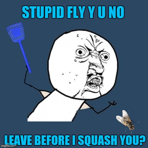 There's always that one fly, that will not leave you alone! Make Your Own Templates week, May 25th - June 1st (A 44colt event) | STUPID FLY Y U NO; LEAVE BEFORE I SQUASH YOU? | image tagged in memes,scumbag house fly,y u no,44colt,make your own templates week,flies | made w/ Imgflip meme maker