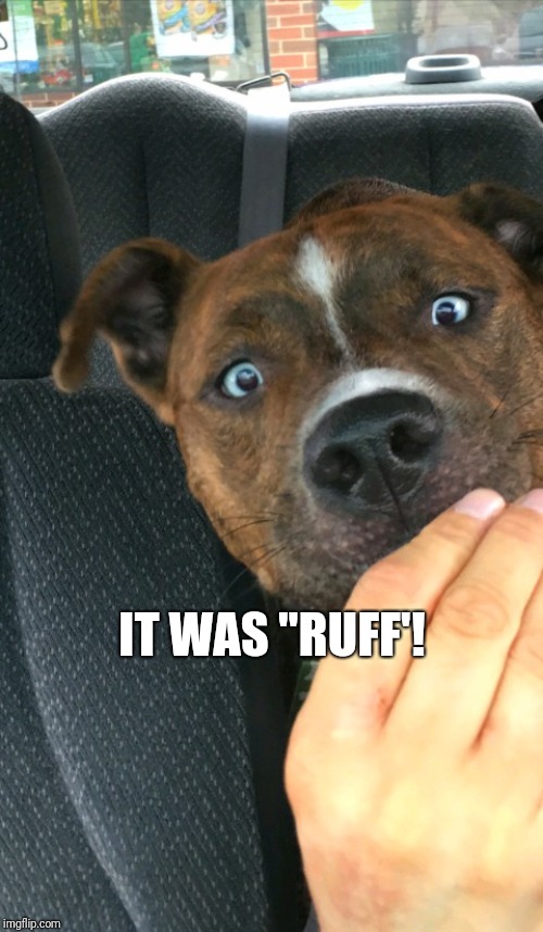 Shock Dog | IT WAS "RUFF'! | image tagged in shock dog | made w/ Imgflip meme maker