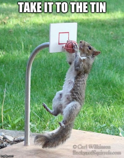 Squirrel basketball | TAKE IT TO THE TIN | image tagged in squirrel basketball | made w/ Imgflip meme maker